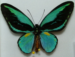 Ornithoptera aesacus aberration from Obi Island (Internet Image property of respective owner, non-commercial use only)